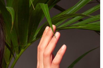 Le palme Kentia amano una posizione luminosa e calda