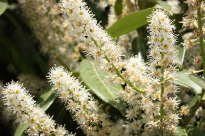 La stagione di fioritura del ciliegio dell'alloro