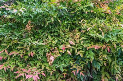 L'alloro di ciliegio: Un bonsai attraente e a bassa manutenzione