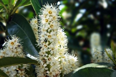 Quanto cresce in altezza un ciliegio?