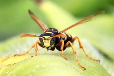 Le vespe nel lauroceraso - gli insetti danneggiano l'arbusto?