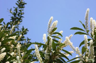 La procedura corretta per rimuovere l'alloro ciliegio