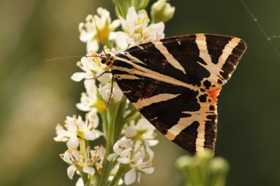 Queste misure di cura permettono al ciliegio alloro di prosperare splendidamente