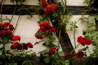 Malattie e parassiti comuni delle rose rampicanti