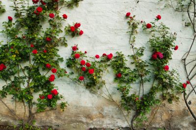 Le rose rampicanti - Una buona cura assicura una splendida fioritura e una crescita sana