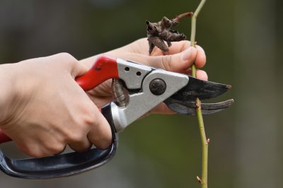 Le rose rampicanti - Cosa cercare quando si sceglie un aiuto per l'arrampicata