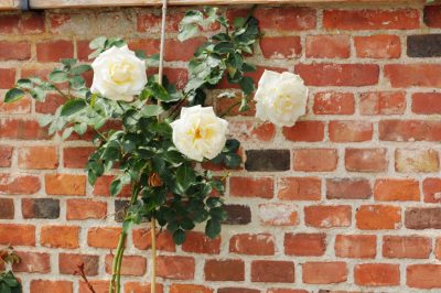 Le rose rampicanti non crescono da sole - attacca i germogli correttamente