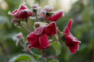 Stivare le rose rampicanti per la stagione fredda