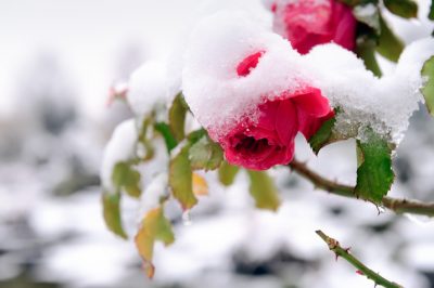 Molte varietà di rose rampicanti sono resistenti