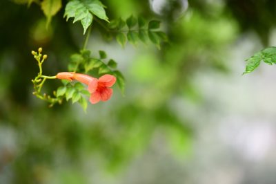La tromba rampicante è molto facile da propagare
