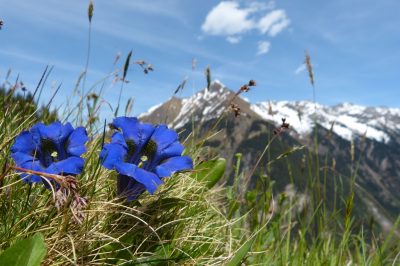 Quando è il tempo di fioritura dell'orchidea?