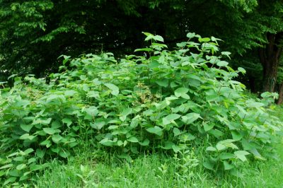 Rimozione efficace e sostenibile del Knotweed - Come fare