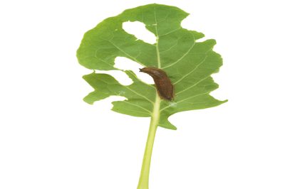 Kohlrabi - una verdura di cavolo assetata
