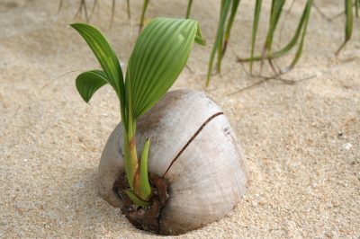 La raccolta della noce di cocco