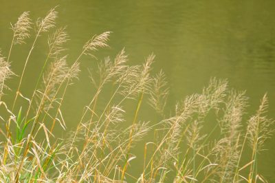 Essiccazione del coriandolo all'aria e al forno