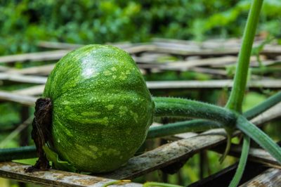 Questa cura conta nella coltivazione della zucca