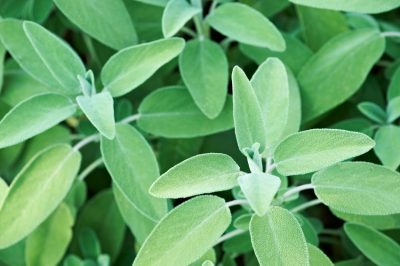 Queste specie di muschi decidui adornano il giardino