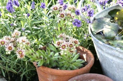 La lavanda prospera in un balcone?