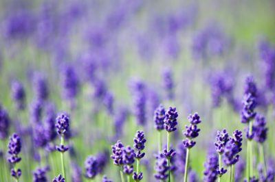 Lavanda - un arbusto fiorito mediterraneo