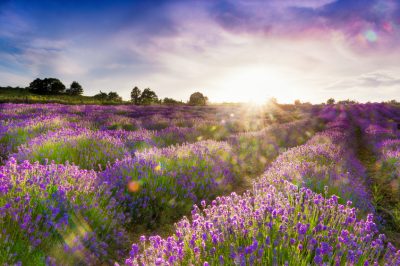 Lavanda - le varietà crescono a diverse altezze