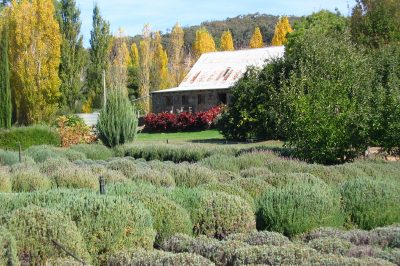 La lavanda è un germinatore leggero