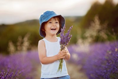 Lavanda - Diverse distanze di piantagione per diverse varietà di lavanda
