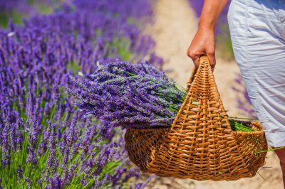 Lavanda: La giusta cura su balcone e terrazzo