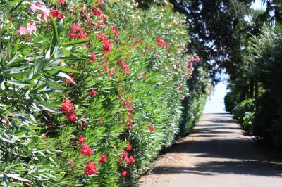 La lavanda è difficile da propagare per seme