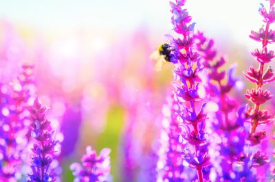 La lavanda ama il sole