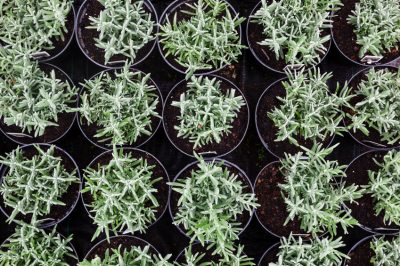 Lavanda - Presenza principalmente nella regione mediterranea