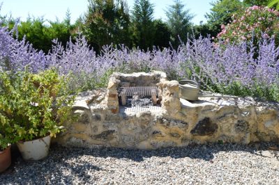 La lavanda cresce magnificamente