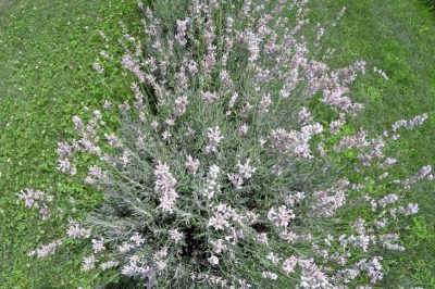 La lavanda non è molto adatta come pianta da interno