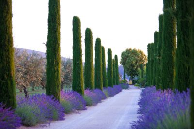 Fertilizza la lavanda con attenzione