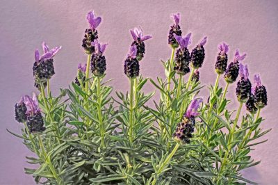 Quando si può raccogliere la lavanda?