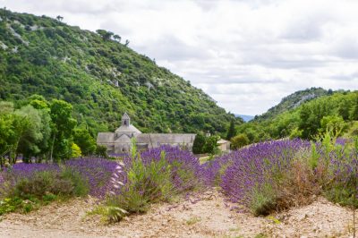 La lavanda muore - Cosa fare?