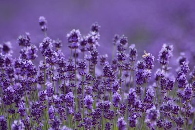 La lavanda ha un fabbisogno idrico piuttosto basso