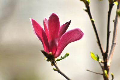 L'erica lavanda - lunga durata e fioritura nella giusta posizione