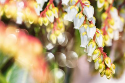 L'erica lavanda: sicura o velenosa?