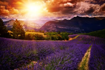 Varietà di lavanda a bassa crescita