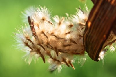 La lavanda diventa legnosa - Cosa fare?