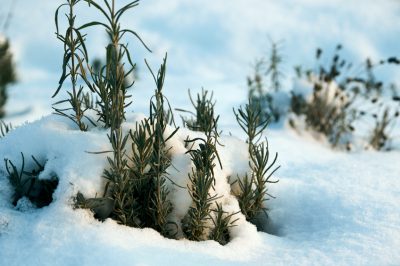 La lavanda è dura? Varietà resistenti all'inverno per il giardino