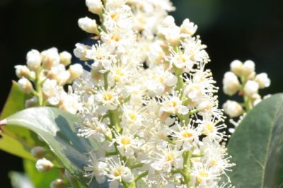 Balsamo di fegato - una prelibatezza per le lumache