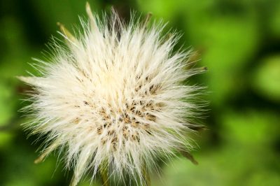 Love Pearl Bush: dolce tentazione o veleno?