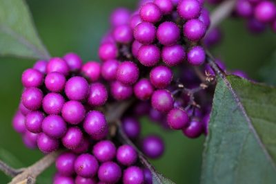 Love Pearl Shrub: come tenerlo e curarlo in un contenitore?