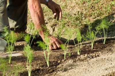 Come?, Le bocche di leone devono essere spuntate e se sì