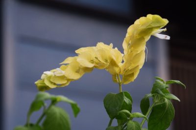 Fiore di tarassaco - caratteristiche e ricetta