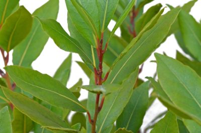 L'alloro - diverse specie per il giardino e la cucina
