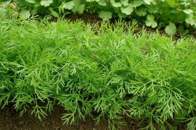 Facile coltivare l'alloro per la cucina sul tuo balcone