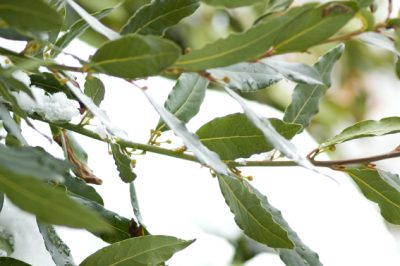 L'alloro ha foglie marroni - cosa fare?