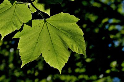 Lungwort - velenoso o commestibile?